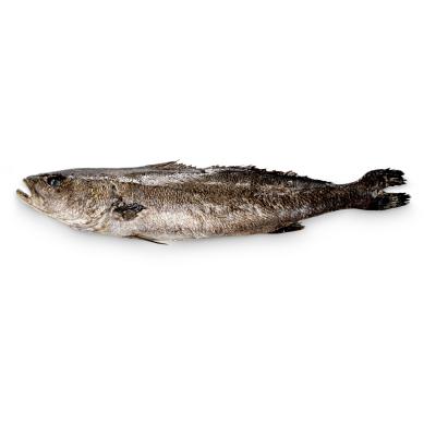 Corvina 3-4 Kg E/K