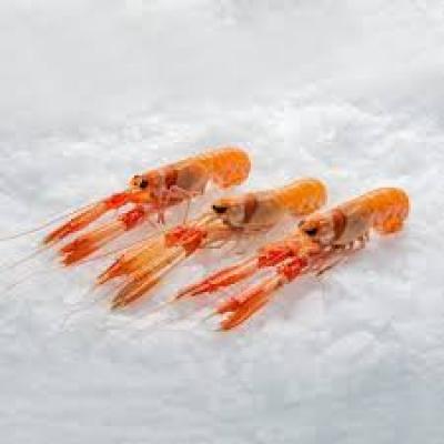 Cigala Costa Mediana E/K