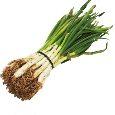 Calçot 25u E/U