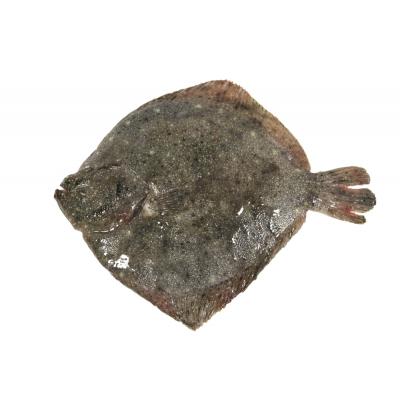 Rodaballo 400-600g E/K