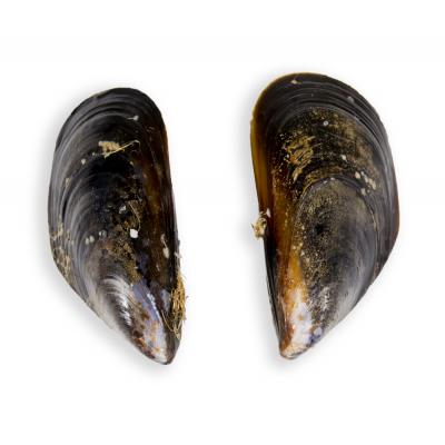 Mejillon Gigante X 2k E/K