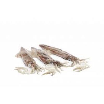 Calamar Agua Grande Sudafrica E/K