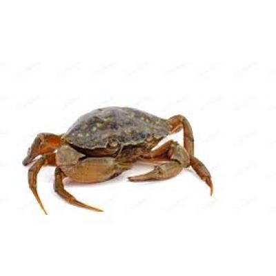 Cangrejo Verde Vivo 1x2 E/K