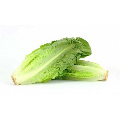 Lechuga Larga Embolsada E/U