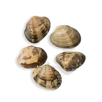 Almeja Cultivo  1x1 E/K