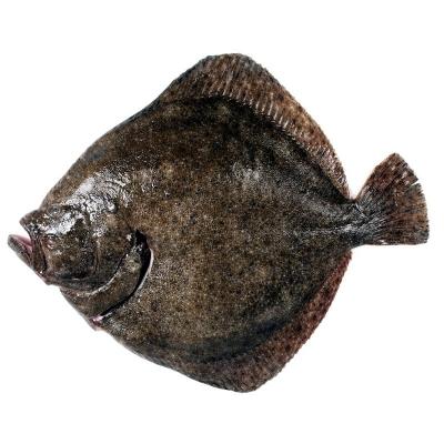 Rodaballo 1,5-2k E/K