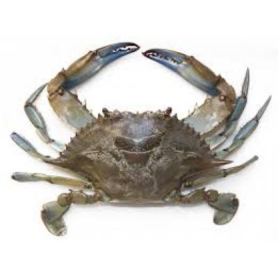 Cangrejo Azul Vivo 1x2 E/K