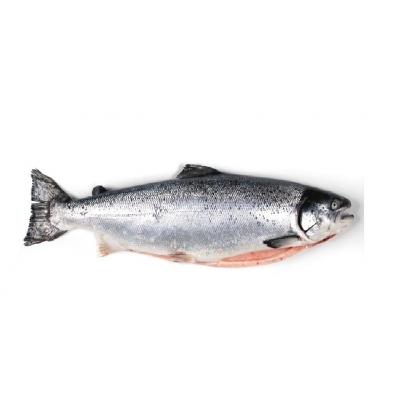 Salmon 3-4 Kg E/K