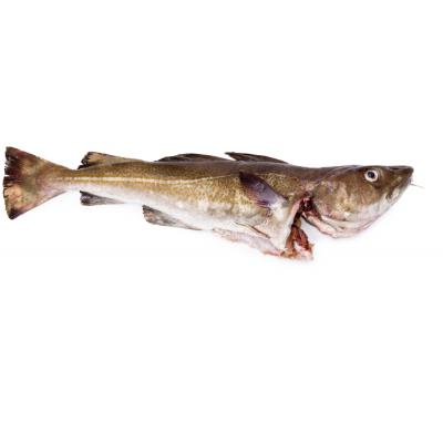 Bacalao Pequeño E/K