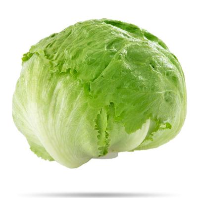 Lechuga Iceberg E/U