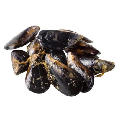 Mejillon Roca 7k E/K