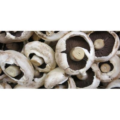 Champiñon Portobello C-1k E/U