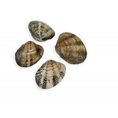 Almeja Cultiu Gallega E/K