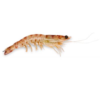 Langostino Elaborado Vanamei E/K