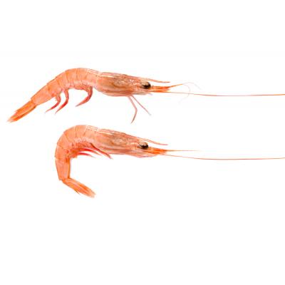 Gambita Blanca Playa E/K