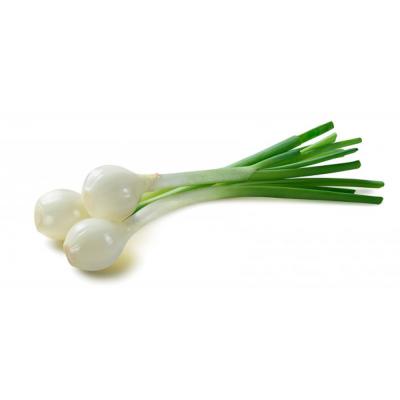 Cebolla Tierna E/U