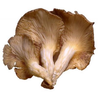 Girgolas Bandeja 400g