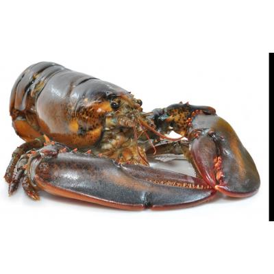 Bogavante Congelado E/K