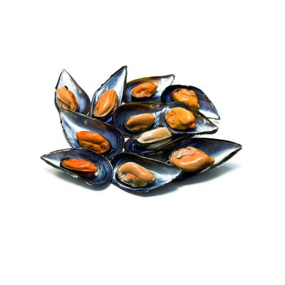 Mejillon Seleccion 21/22 Piezas E/K