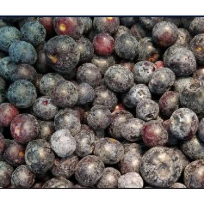 Arandano La Cuerva Cultivo 1k